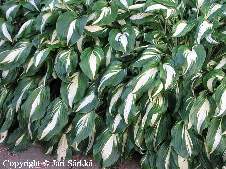  Hosta undulata Univittata